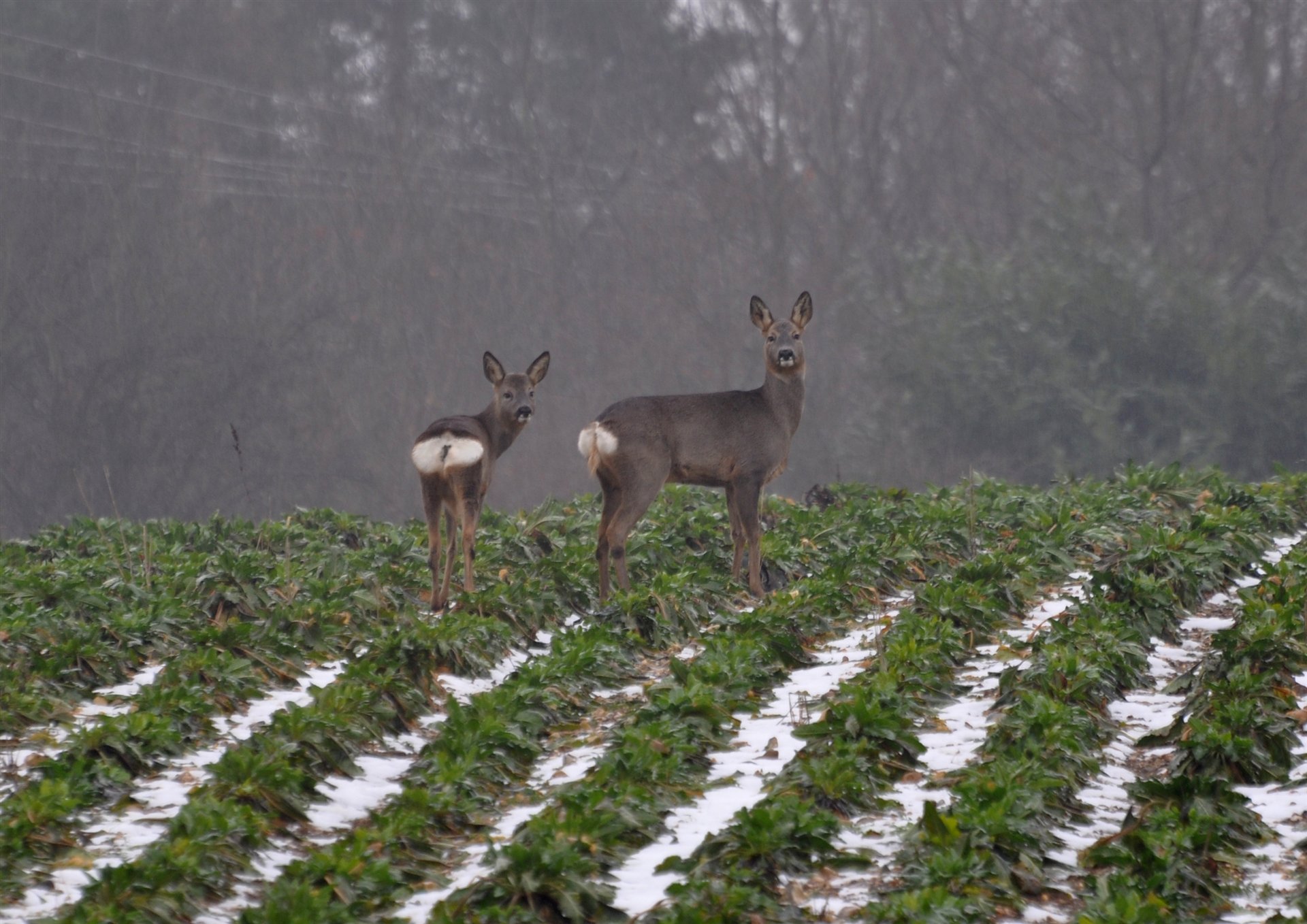 Two roe deer standing alert in a winter field