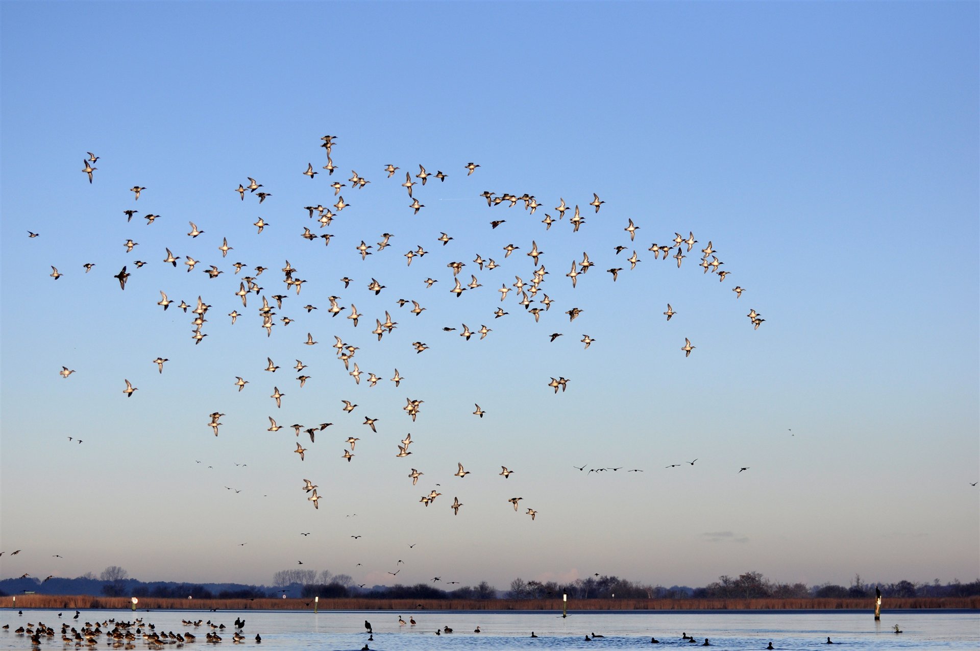 A flock of birds flying above the water and reedbeds of the Norfolk Broads