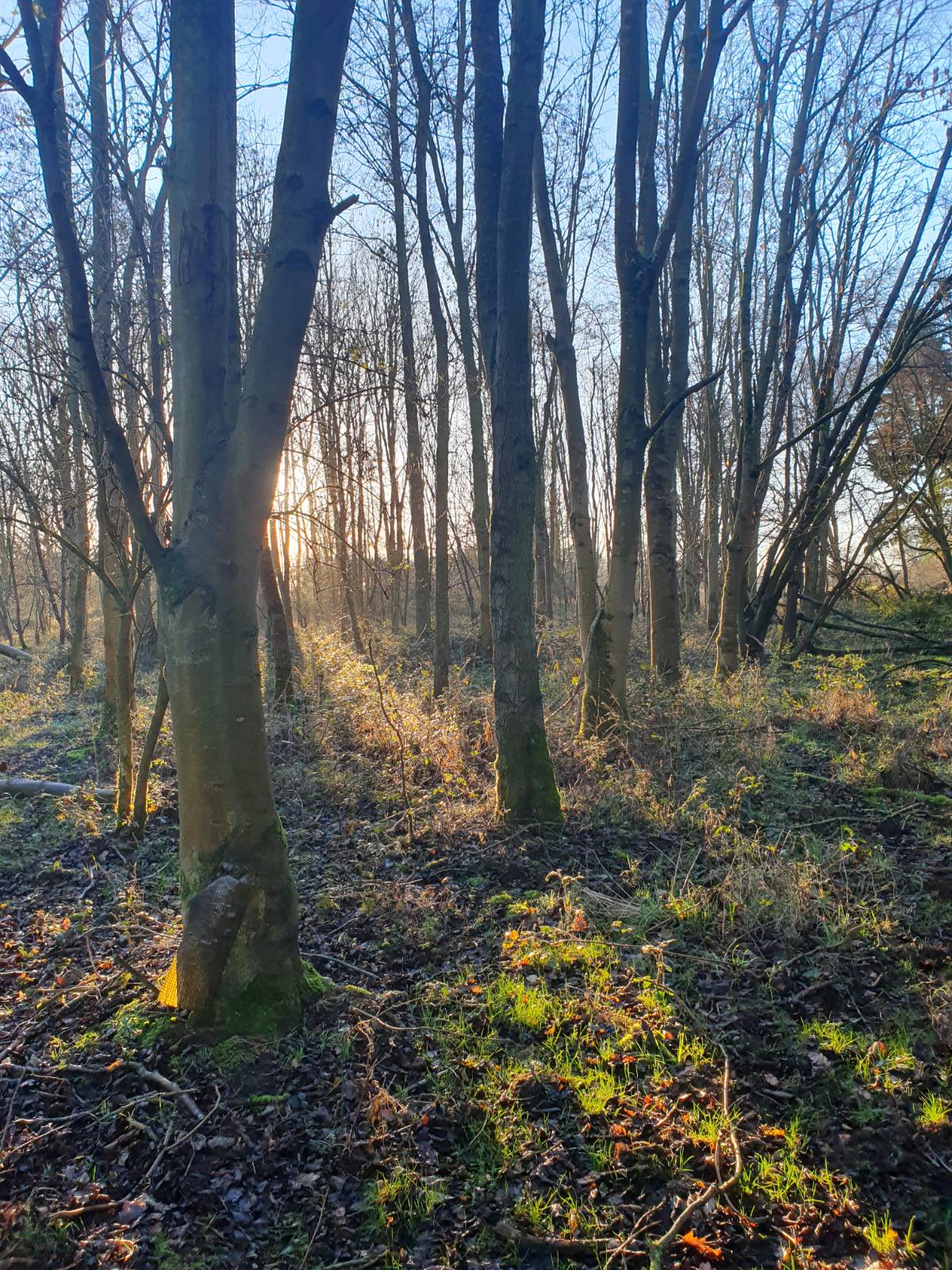 Low sunlight filtering through bare woodland trees